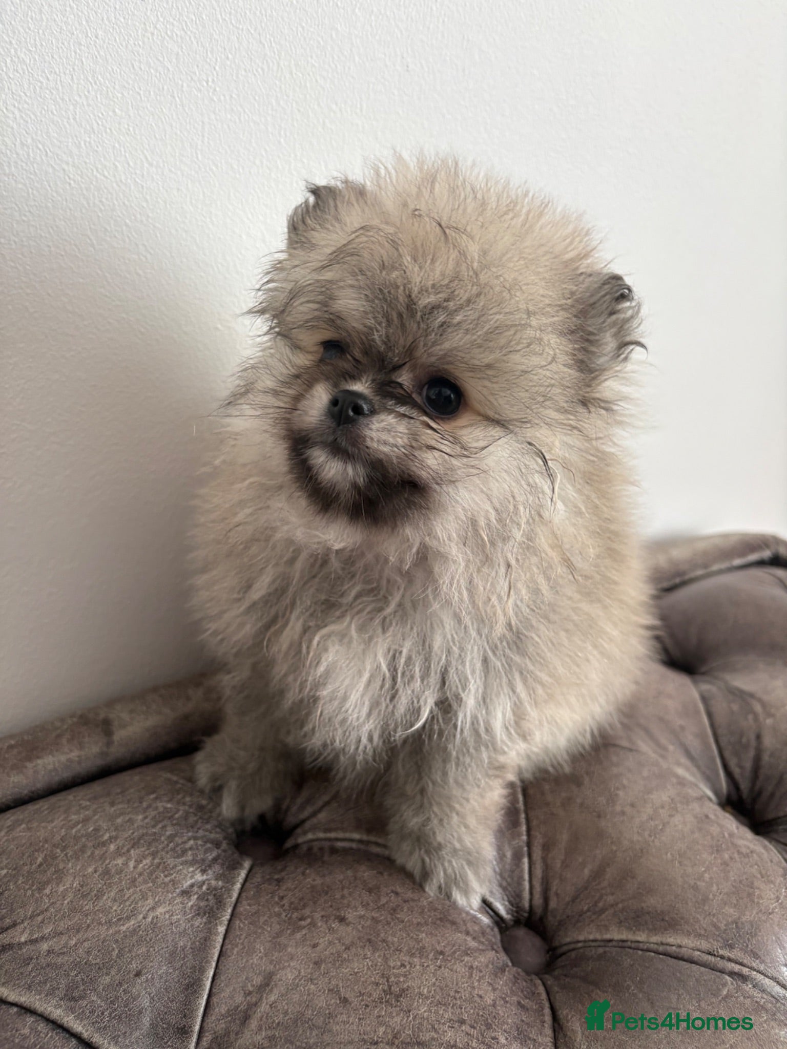 Pomeranian dogs Three KC Female Pomeranians. Ready now ! - Advert 4