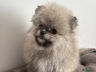 Pomeranian dogs Three KC Female Pomeranians. Ready now ! - Advert 4