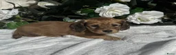 Miniature Dachshund dogs for sale: STUNNING KC LONG HAIRED MINIATURE DACHSHUND PUPS💕 - Advert 18