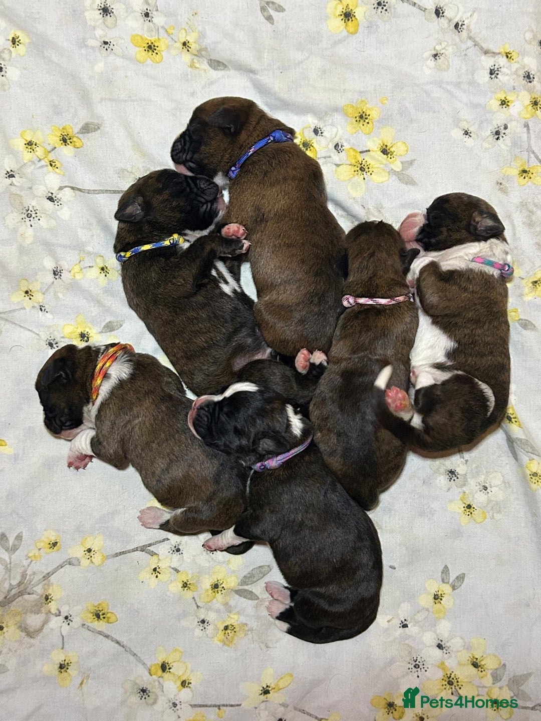 Boxer dogs for sale: 5 KC Reg Brindle Boxer Puppies. - Advert 16