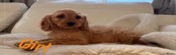 Cockapoo dogs for sale: Gorgeous F1 cockapoo puppies  - Advert 8