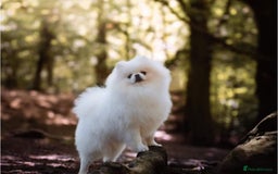 Pomeranian dogs for sale: Quality Pomeranian girls ready NOW ❤ - Image 11