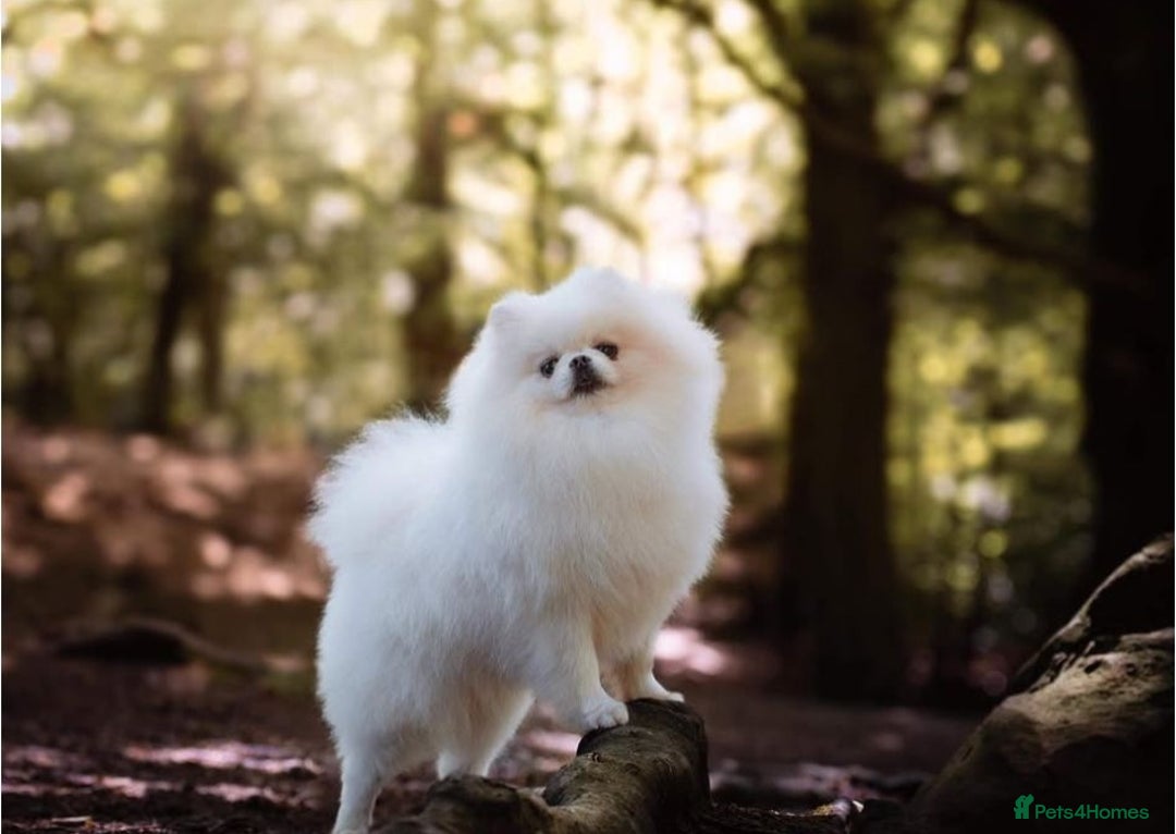 Pomeranian dogs for sale: Quality Pomeranian girls ready NOW ❤ - Image 11