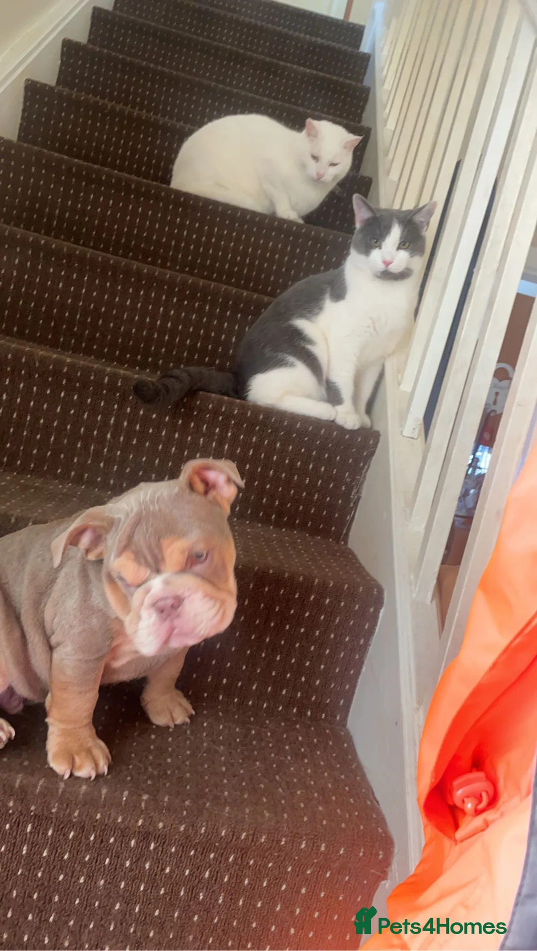 English Bulldog dogs for sale: English bulldog  in Flint - Advert 14