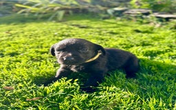 Labrador Retriever dogs for sale: KC registered Labrador puppies, working parents  - Image 12