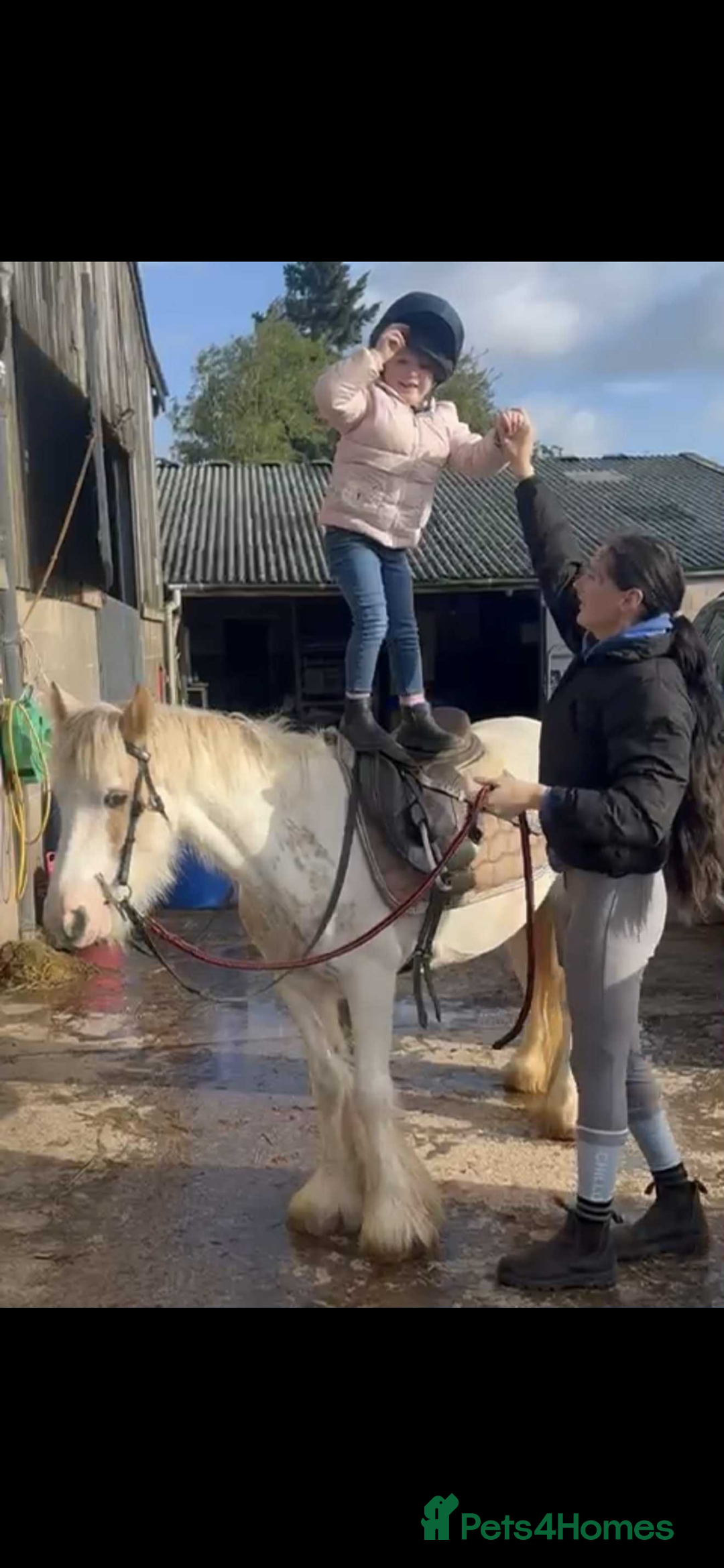 KWPN horses for sale: Judy the little pally and white  - Image 3