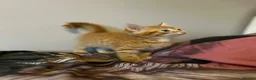 Mixed Breed cats for sale: Four beautiful boys - Advert 9
