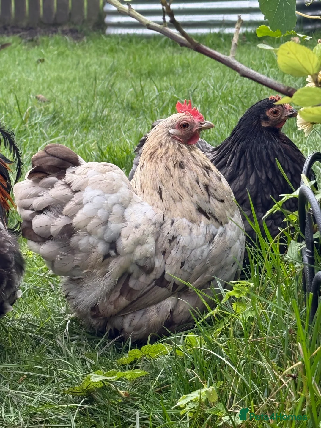 Chickens poultry for sale: White silkie & grey Pekin bantam - Advert 2