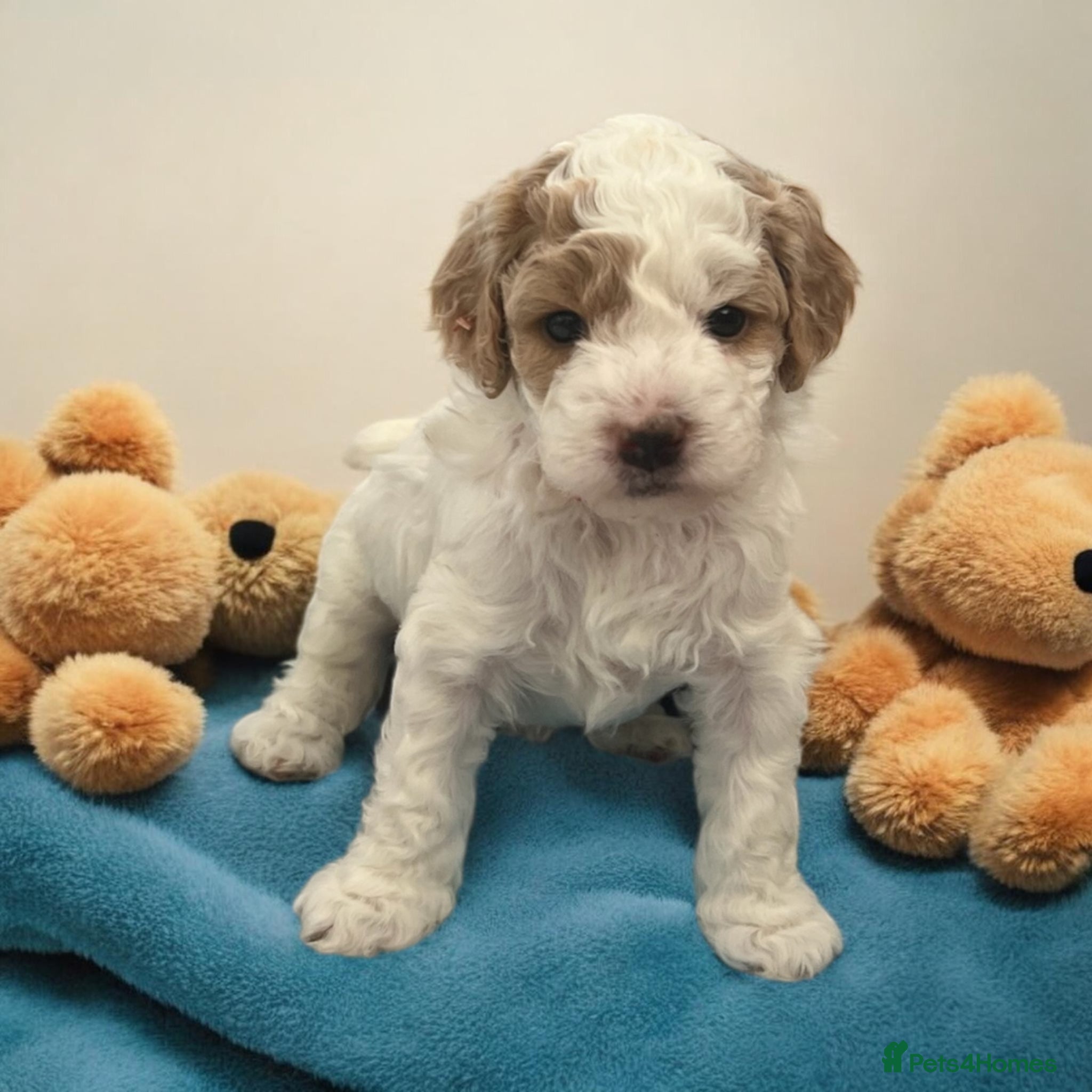 Australian Labradoodle dogs Australian labradoodle health tested parents!! - Advert 2