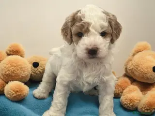 Australian Labradoodle dogs Australian labradoodle health tested parents!! - Advert 2