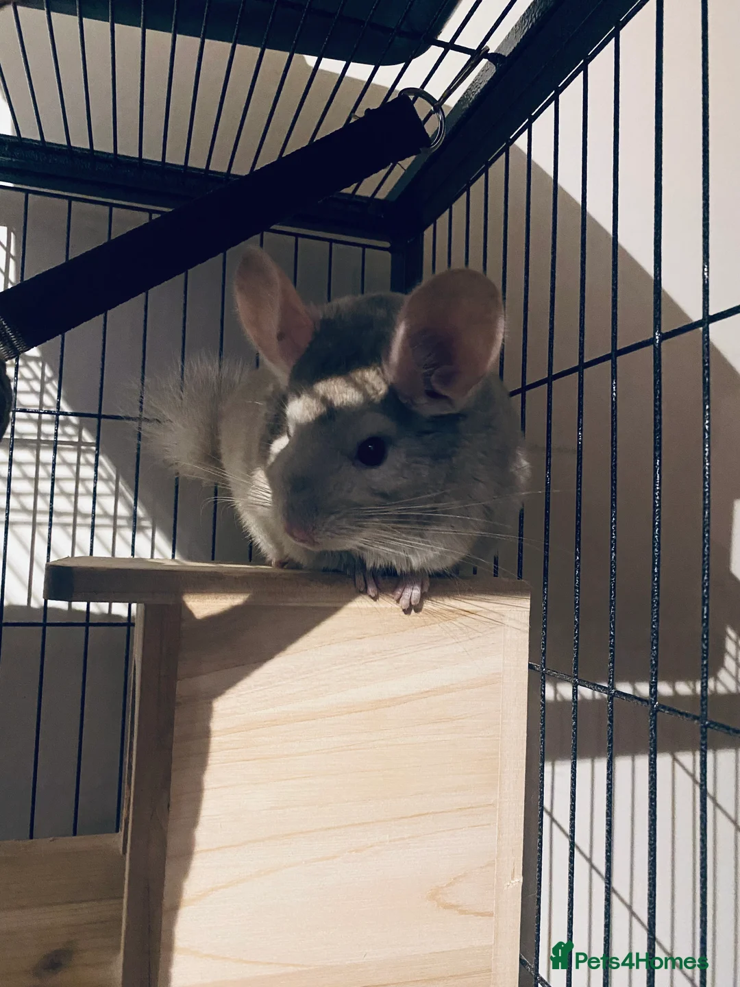 Chinchilla rodents for sale: Chinchilla with full set up  - Advert 4