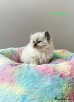 Ragdoll cats TICA registered ragdoll kittens - Advert 8
