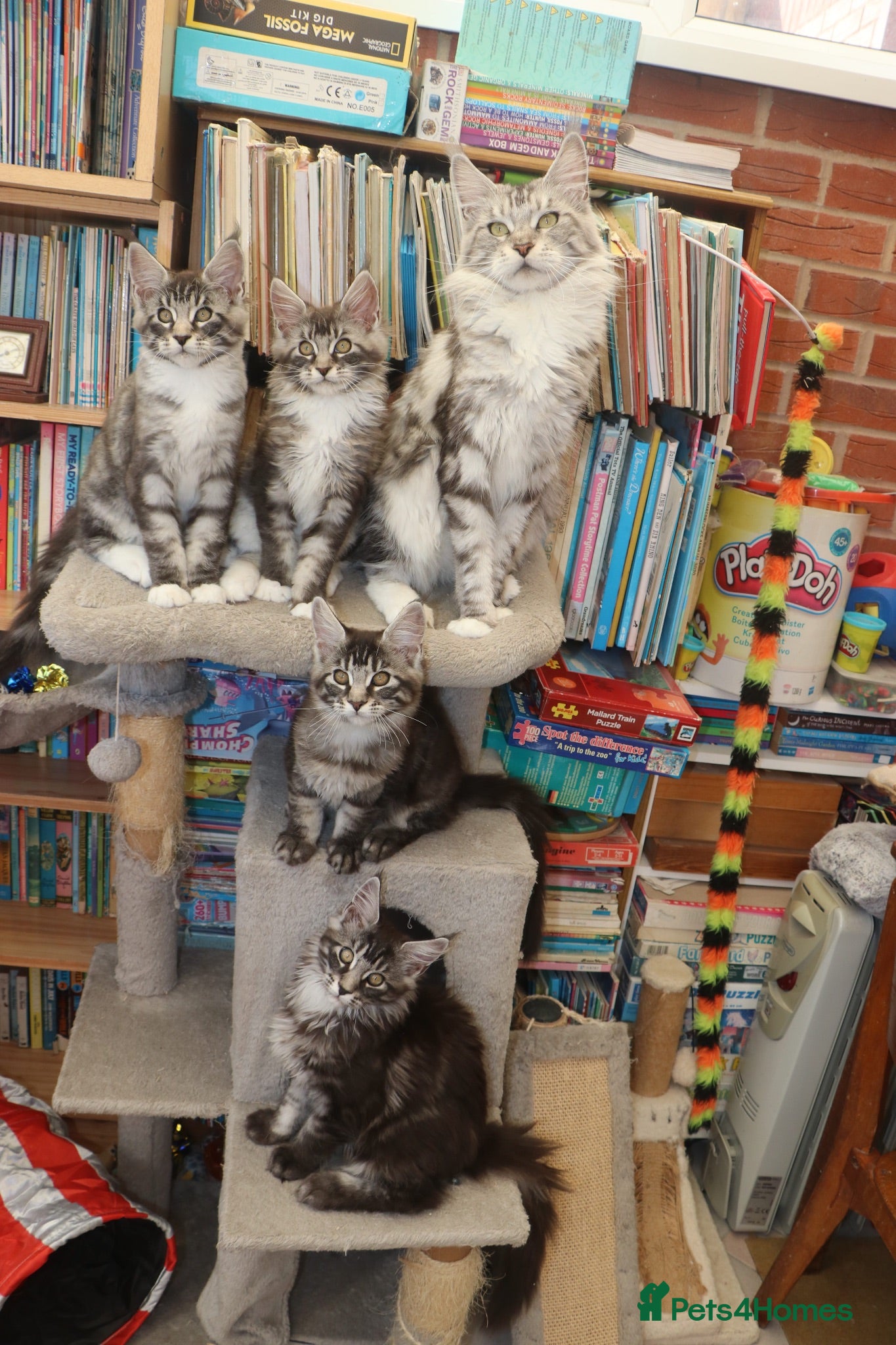 Maine Coon cats TICA registered, parents DNA tested negative - Advert 4