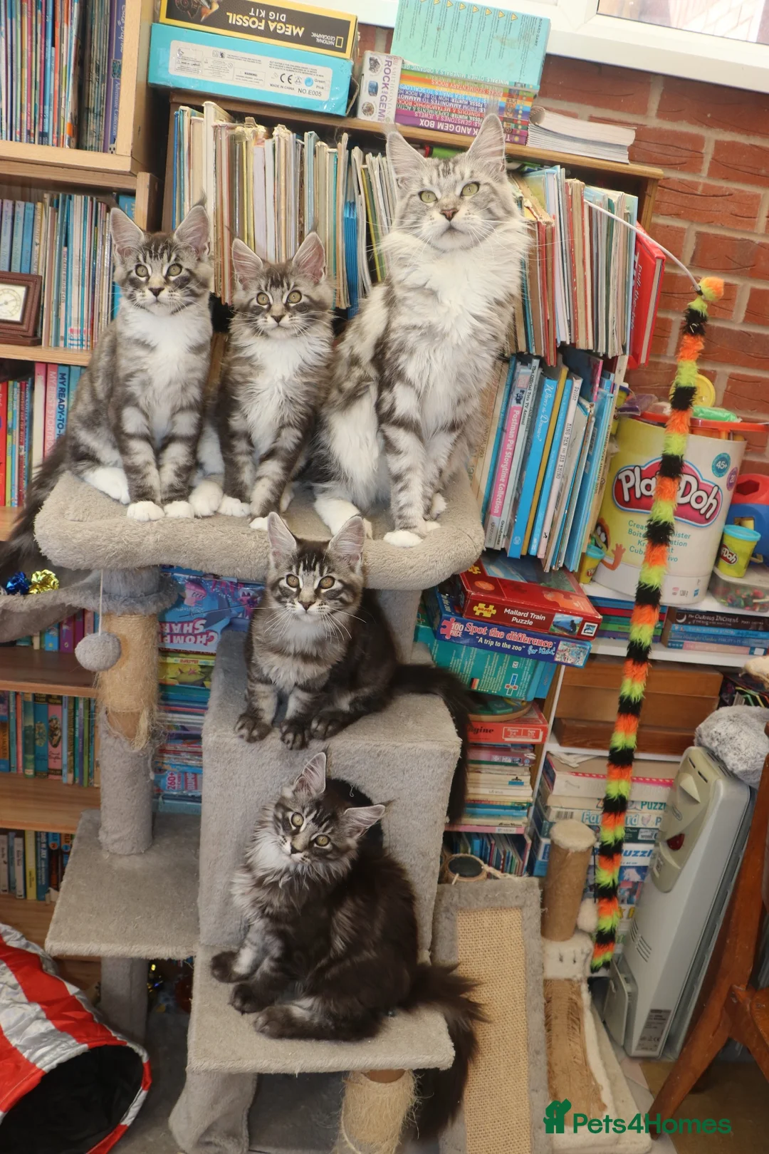 Maine Coon cats for sale: TICA registered, parents DNA tested negative - Advert 1