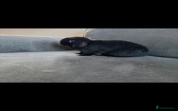 Mini Lop rabbits for sale: Rabbit 2 Boys Both Neutered Hut Included 14Months  - Image 6
