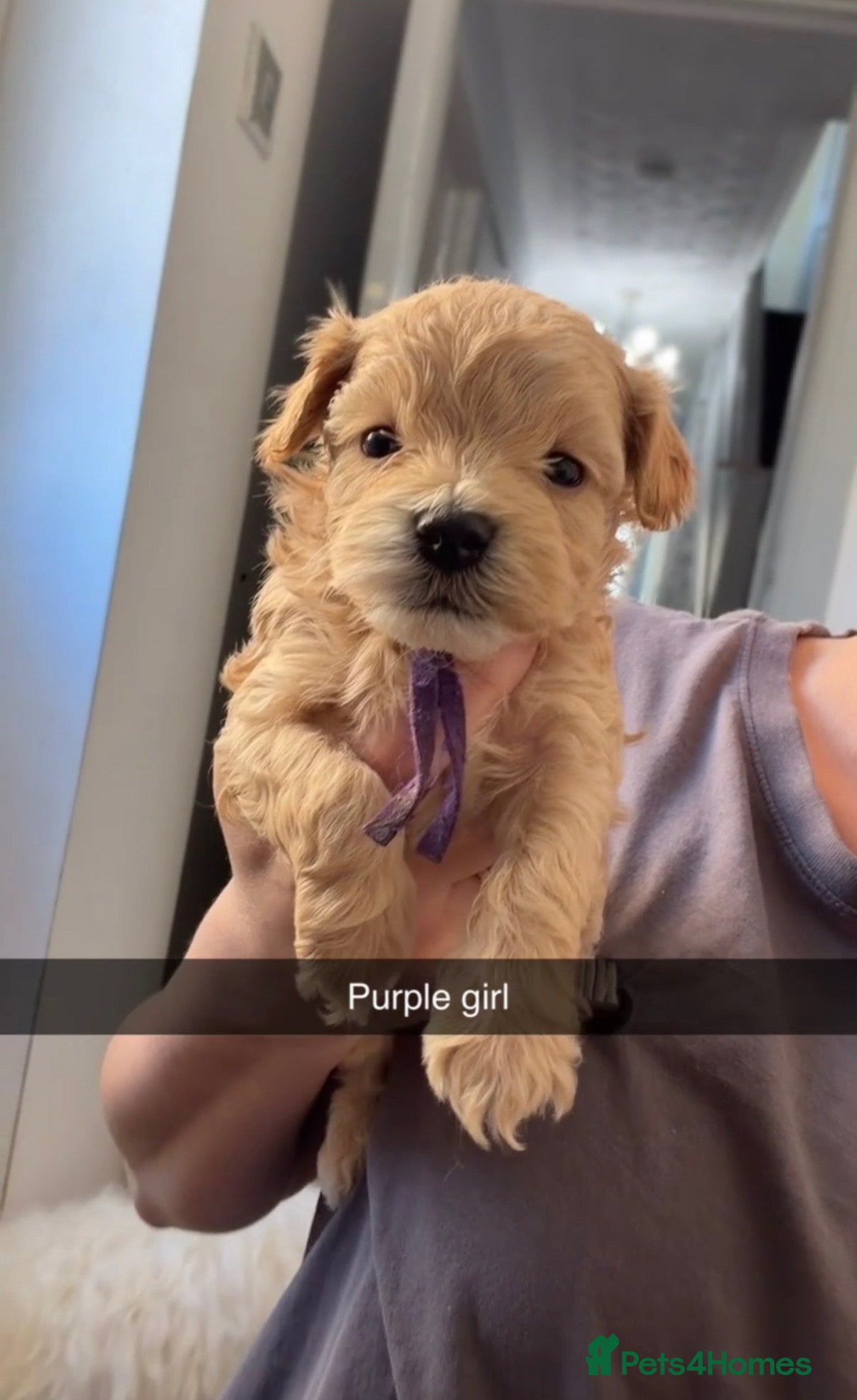 Maltipoo dogs F1 TOY maltipoos,parents dna health clear🏆blood - Advert 7