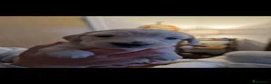 Dachshund 3