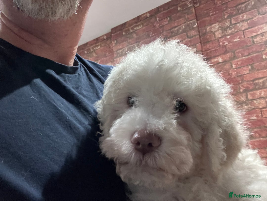Lagotto Romagnolo dogs for sale: Stunning Litter of Pedigree Lagotto Romagnolo Pups - Advert 13