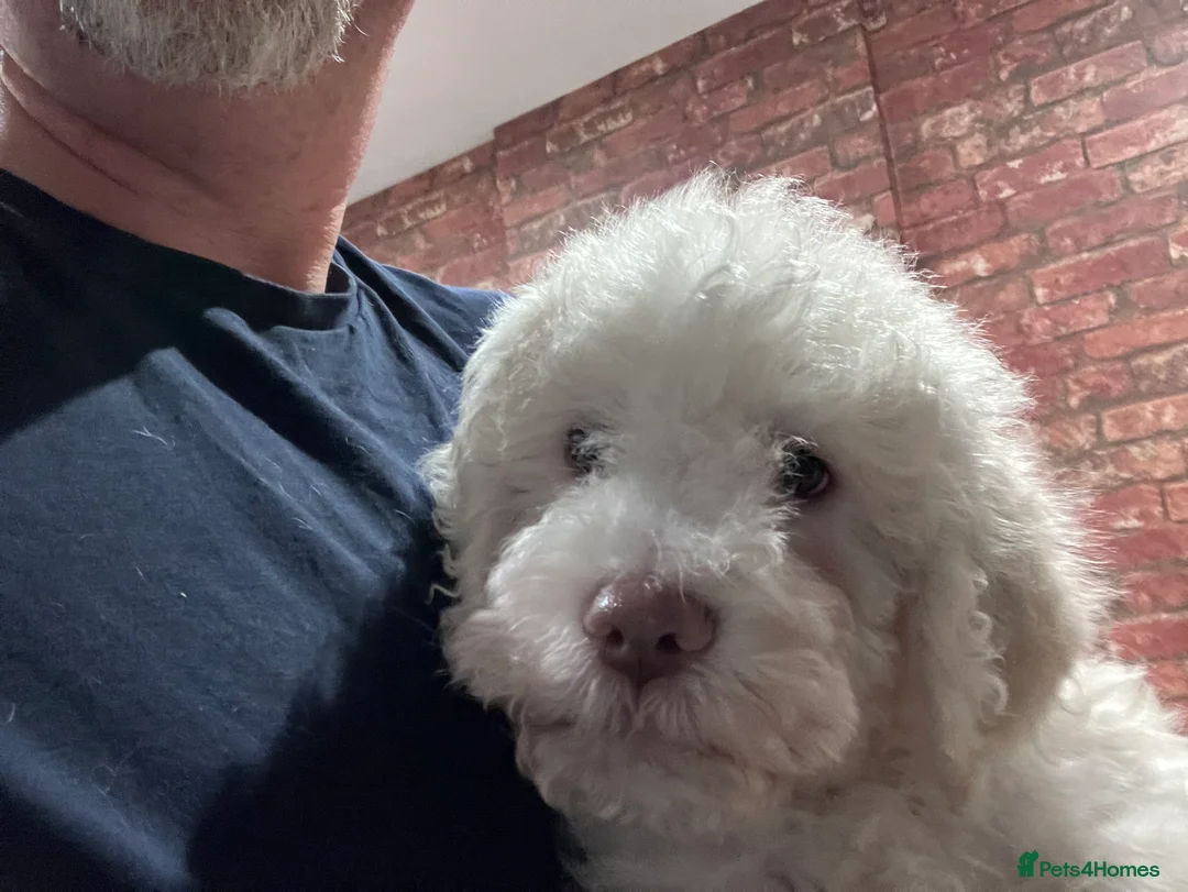 Lagotto Romagnolo dogs for sale: Pedigree Lagotto Romagnolo Puppies - Advert 7