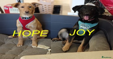 Mixed Breed dogs ❤️Hope&Joy — two 7(8) months small sisters❤️ - Advert 1