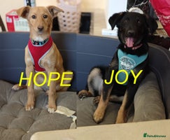 Mixed Breed dogs ❤️Hope&Joy — two 7(8) months small sisters❤️ - Advert 2
