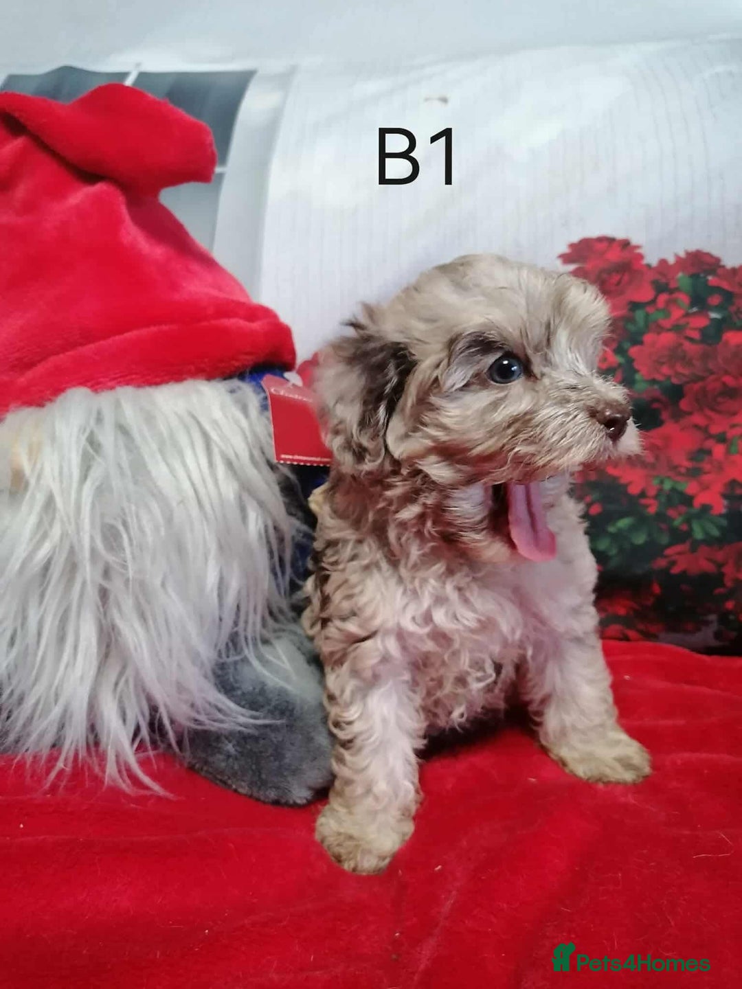 Maltipoo dogs for sale:  Rare Merle toy Maltipoos  - Image 8