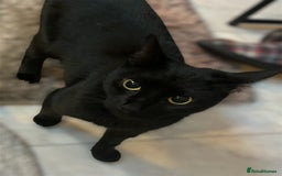 Mixed Breed cats for sale: 3 year old female  - Image 3