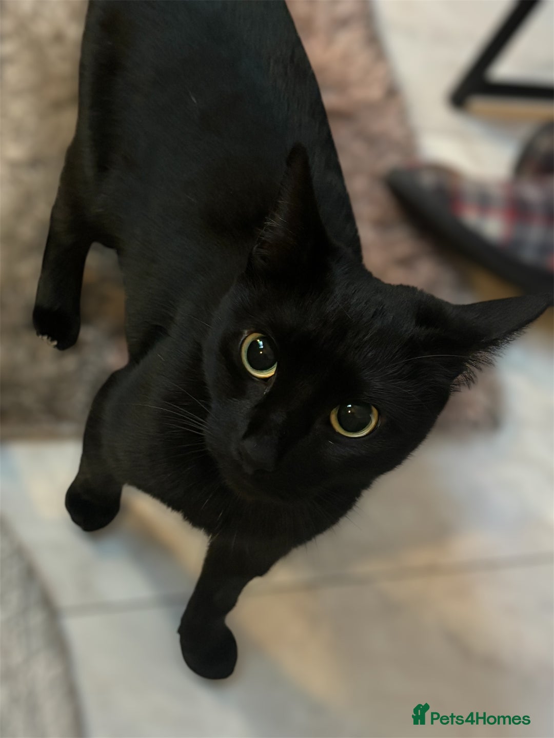 Mixed Breed cats for sale: 3 year old female  - Image 3