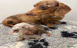 Miniature Dachshund dogs for sale: 5⭐️ licensed breeder. Rainbow litter  - Image 7