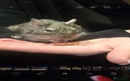 Degus rodents for sale: Adult male degu  - Image 4