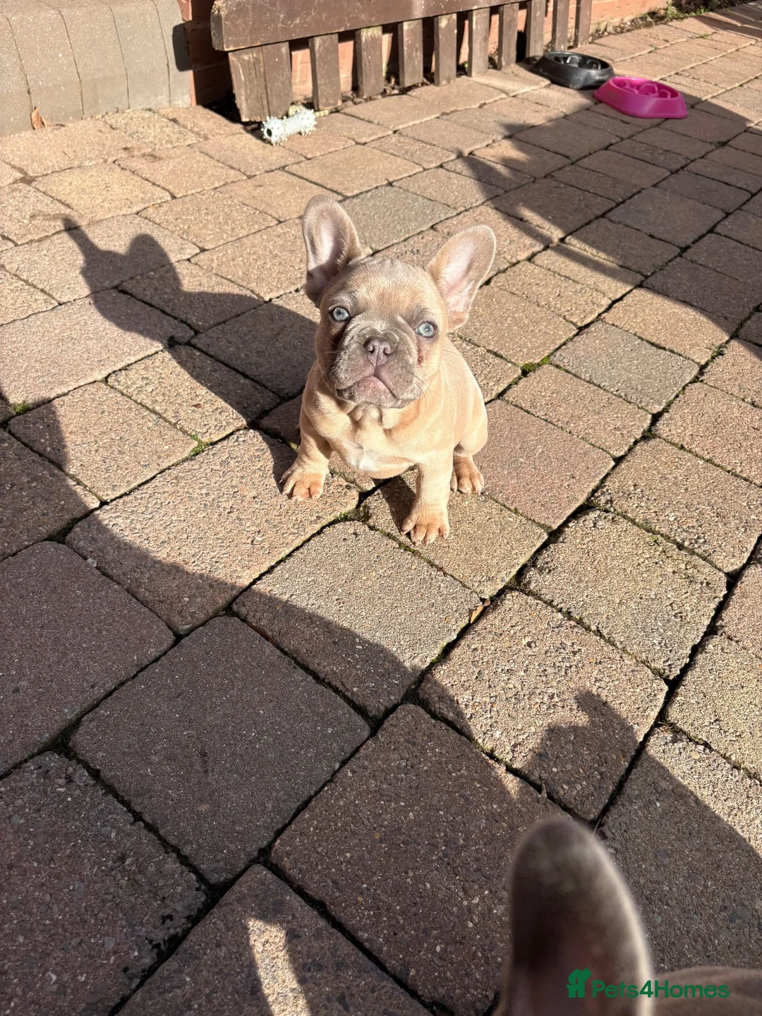 French Bulldog dogs for sale: Beautiful Girl French Bulldogs  - Advert 11