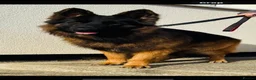 German Shepherd dogs for stud: Chief (stud)  in Sudbury - Advert 5