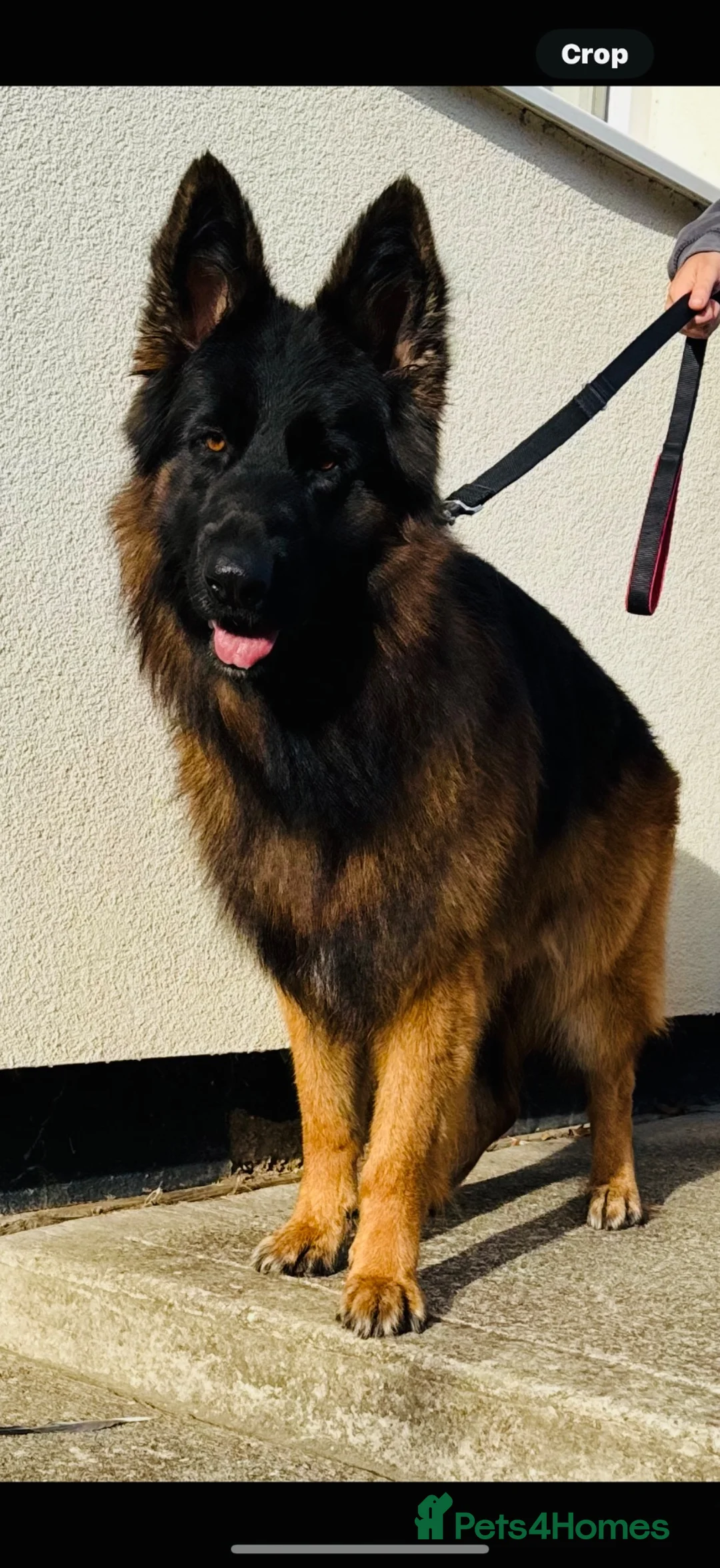 German Shepherd dogs for stud: Chief (stud)  in Sudbury - Advert 5