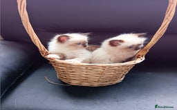 Ragdoll cats for sale: Pedigree Ragdoll kittens for sale - Image 7