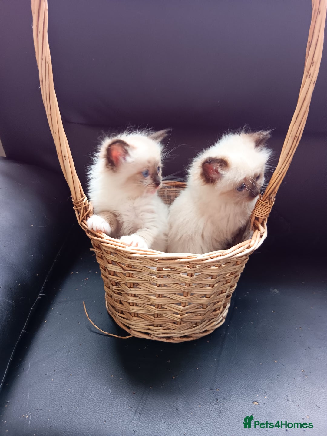 Ragdoll cats for sale: Pedigree Ragdoll kittens for sale - Image 7