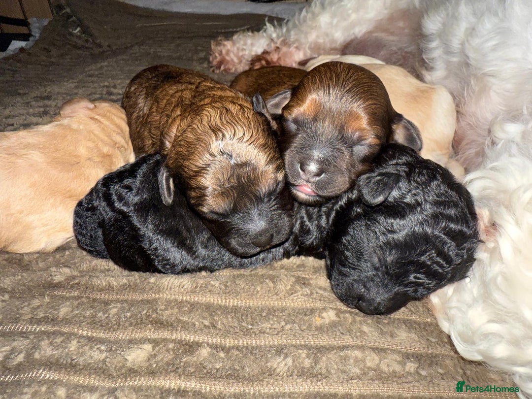 Cavachon dogs for sale:  🐶✨Cavapoochon Puppies ready to reserve 🐶✨ - Image 4