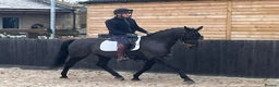 Danish Warmblood horses for sale: Holly KWPN mare by Mooiman - Advert 2
