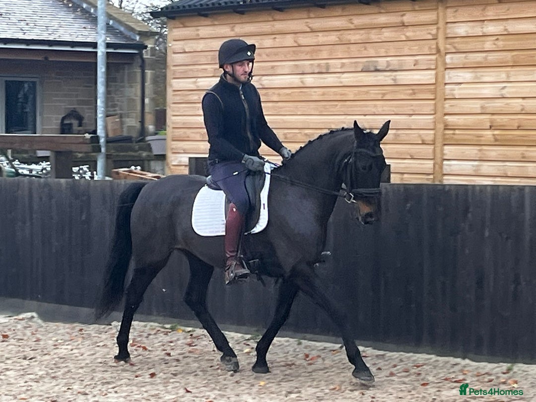 Danish Warmblood horses for sale: Holly KWPN mare by Mooiman - Advert 2