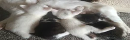 Mixed Breed cats for sale: female kitten - Advert 1