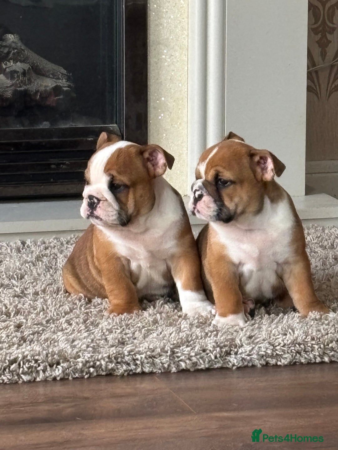 English Bulldog dogs for sale: English bulldog puppies  - Image 21