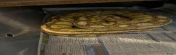 Python Snake reptiles for sale: Ball python  - Advert 2