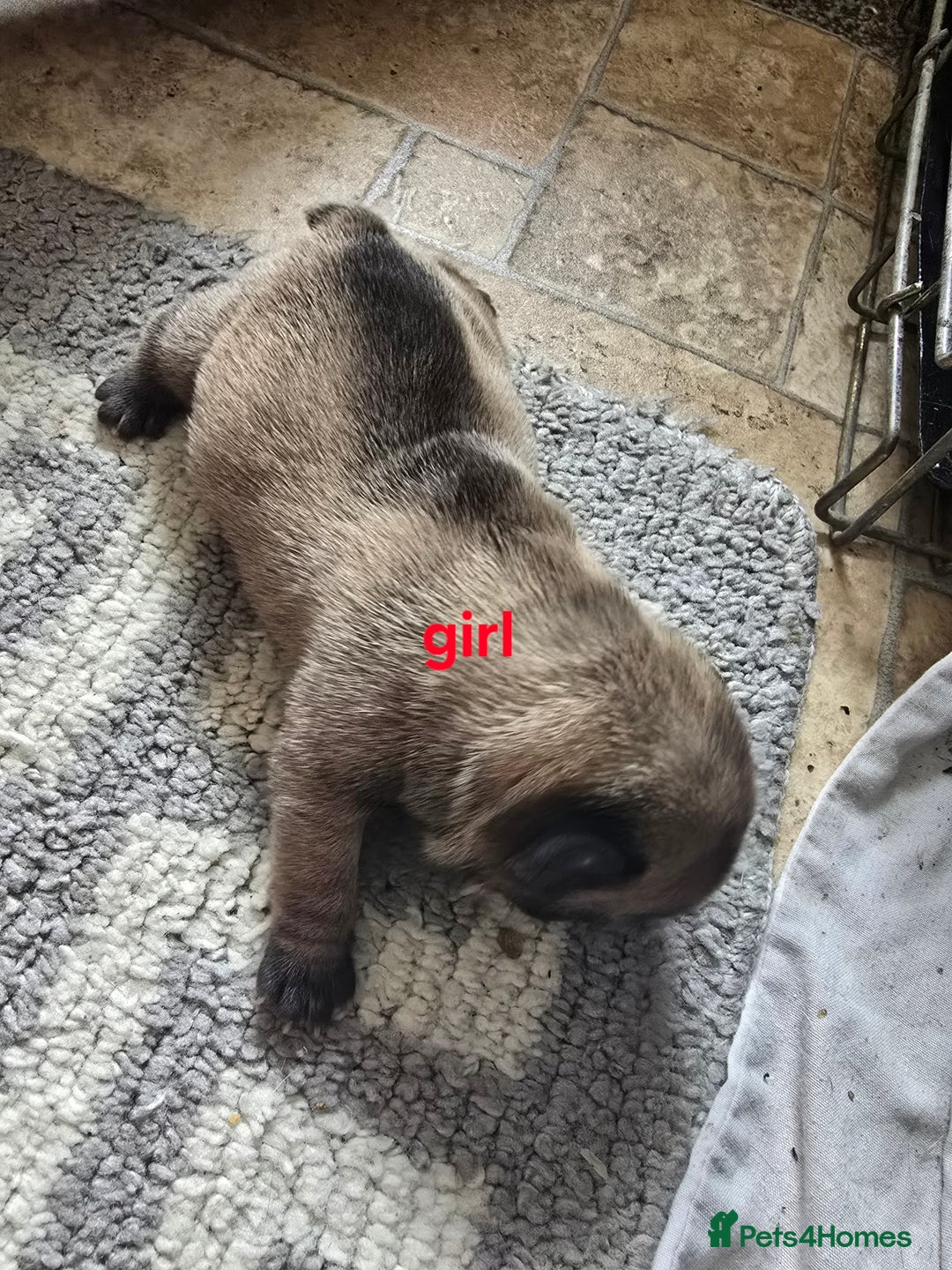 French Bulldog dogs for sale: French bulldog puppies  - Image 5