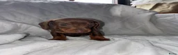 Dachshund dogs for sale: Dachshund in Gloucester - Advert 5
