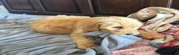 Mini Goldendoodle dogs for sale: Health-Tested Family Happy Sociable Goldendoodles - Advert 13