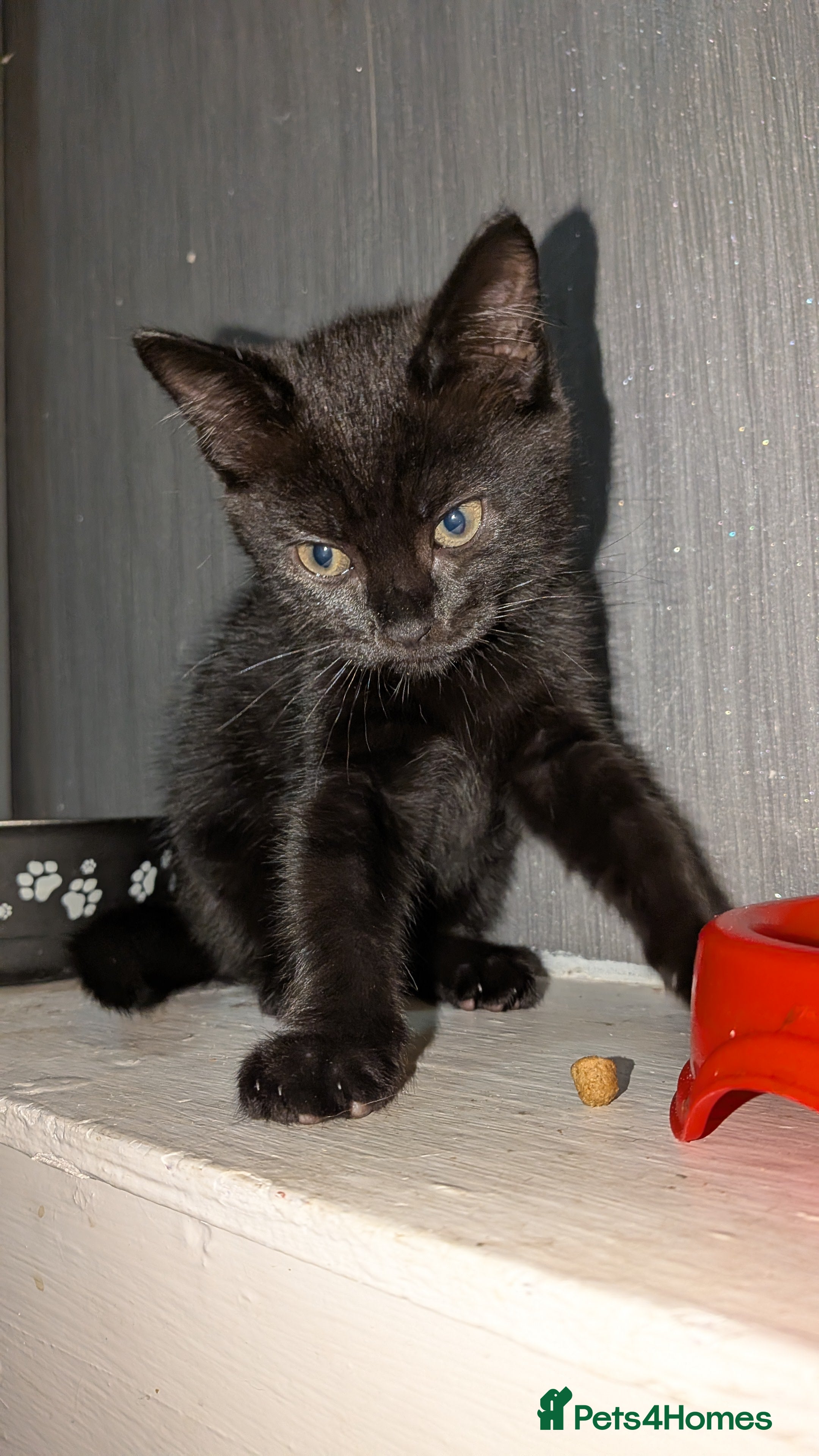 Mixed Breed cats for sale: 9 week old Black/brown tabby kittens - Advert 3
