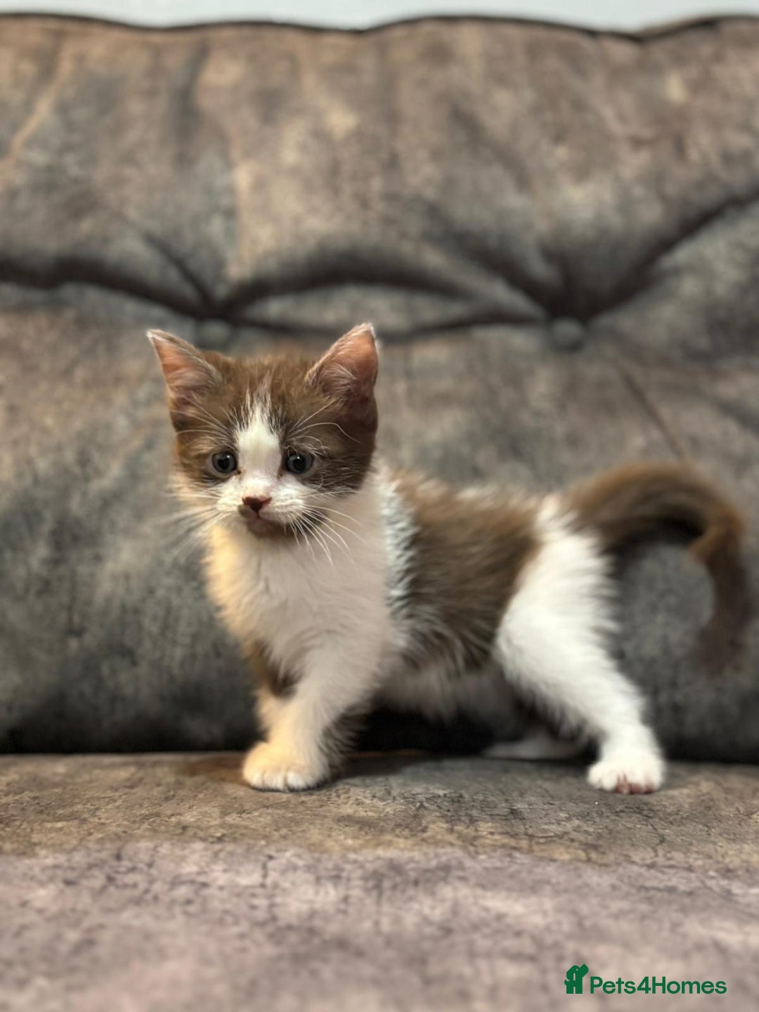 Ragdoll cats for sale: 3 beautiful girls ragdoll cross - Image 5
