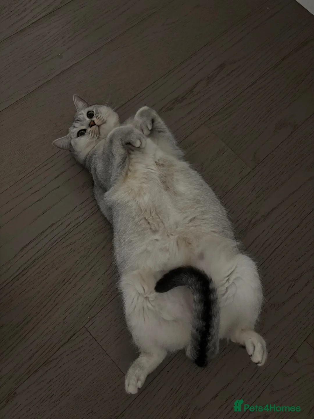 Scottish Fold cats for sale: Scottish straight girl for rehome in St Albans - Advert 5