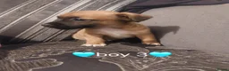 Jack Russell dogs for sale: Miniature Jack russell puppy's for sale  - Advert 12