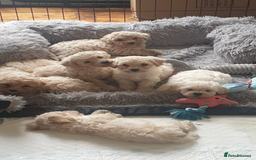 Poochon dogs for sale: Poochon pups for sale  - Image 1