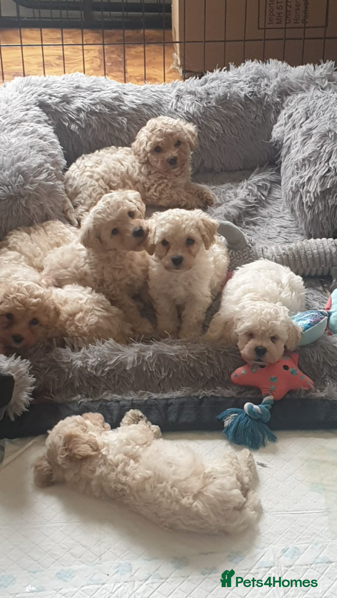 Poochon dogs for sale: Poochon pups for sale  - Image 1
